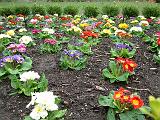 Polyanthus bed